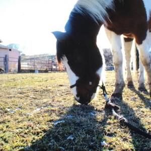 Meet your Posher, Phoebe